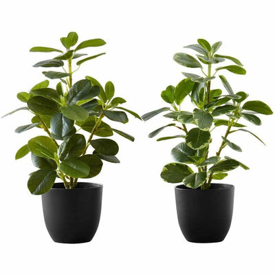 ART.PLANT FICUS ELASTICA 4" (MNKI9585)